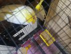 Cockatiel Parrot