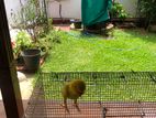 parrot