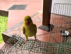 Yellow Ring Neck Parrot