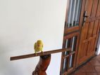 Yellow Ring Parrot