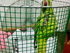 Green Parrot with Caget