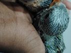 Budgerigar Chick
