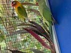 Parrots
