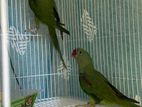 Parrot