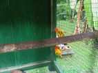 Sun Conure Parrot