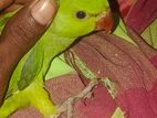 Parrot