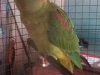 Parrot