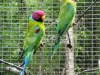 Parrots