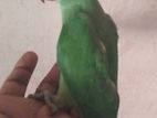 Green Parrot
