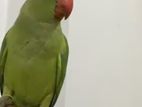 Green Parrot