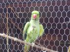 Parrot
