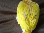 Parrot