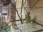 Parrot with Cage