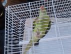 Green Parrot