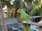 Green Parrot