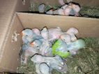 Parrot Chicks