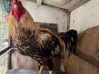 Parrot Rooster