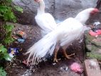 Parrot Nose Rooster