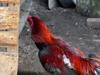 Parrot Nose Hen