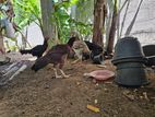 Parrot Nose Hen