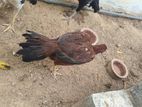 Parrot Nose Hen