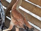 Parrot Nose Hen