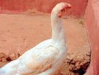 Parrot Nose Rooster
