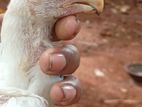 Parrot Nose Rooster