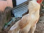 Parrot Nose Rooster