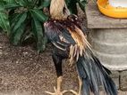Parrot Nose Roosters