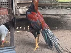 Parrot Nose Rooster