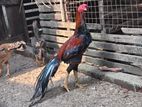 Parrot Nose Rooster