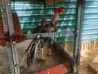parrot nose rooster