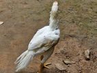 Parrot Nose Rooster