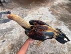 Parrot Nose Rooster