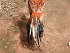 Parrot Beak Rooster