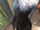 Parrot Beak Rooster