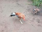 Parrot Beak Long Tail Rooster