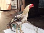 Parrot Beak Rooster