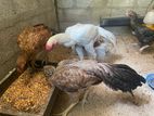 Parrot Peake Rooster