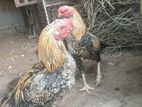 Rooster