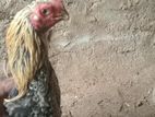 Parrot Peak Long Tail Rooster