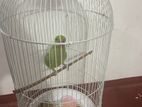Parrot with Cage