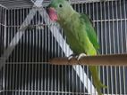 Parrot with cage