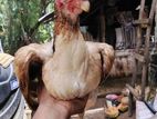Parrotback Rooster