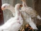 Parrotbeak Rooster Chick