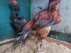 Parrotbeak Long Tail Rooster With Hen