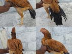 Parrot Beak Longtail Hen