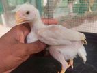 Parrotbeak Longtail Chicks