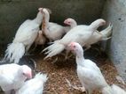 Parrot Beak Long Tail Rooster